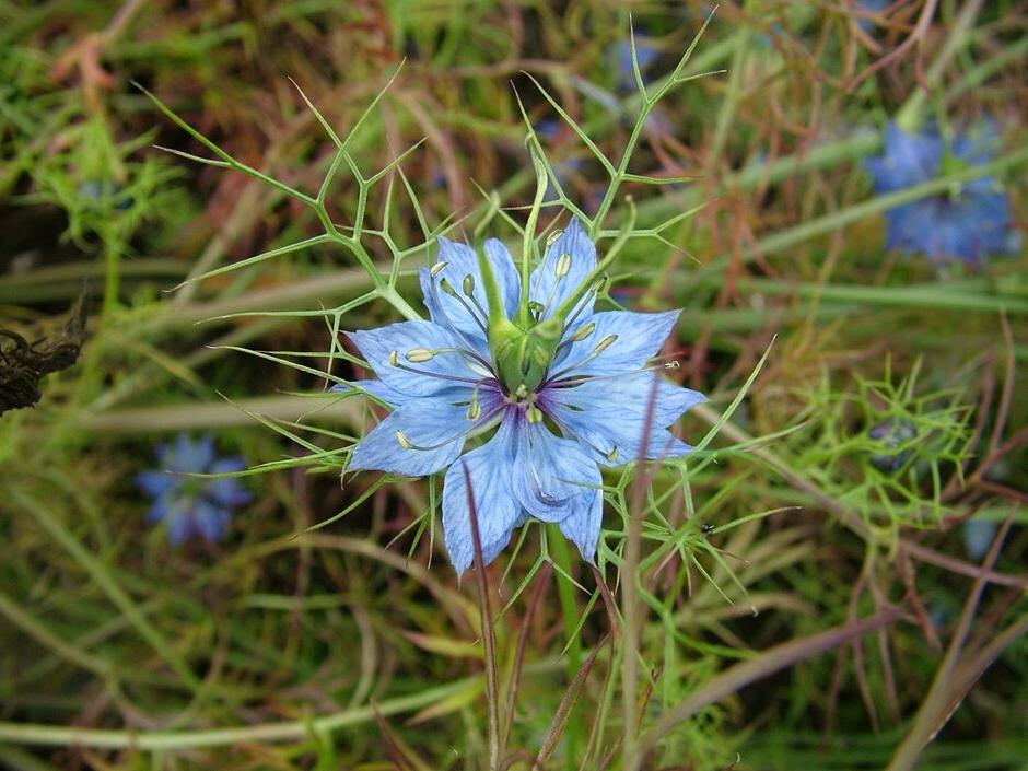 Key plants