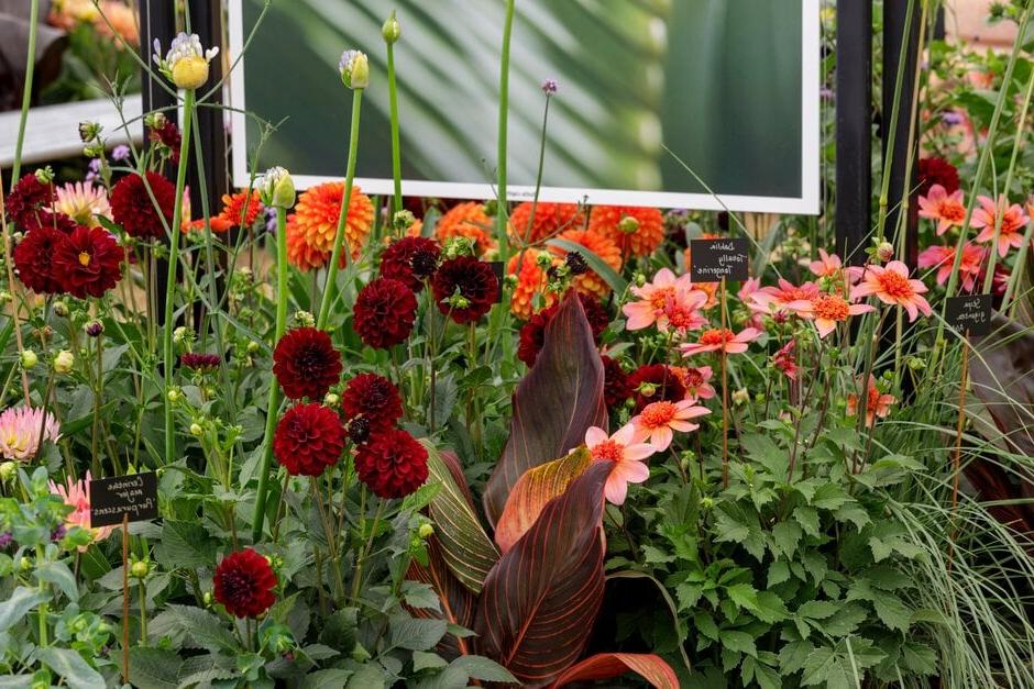 Dahlia, agapathus and canna on display in the Floral Marquee