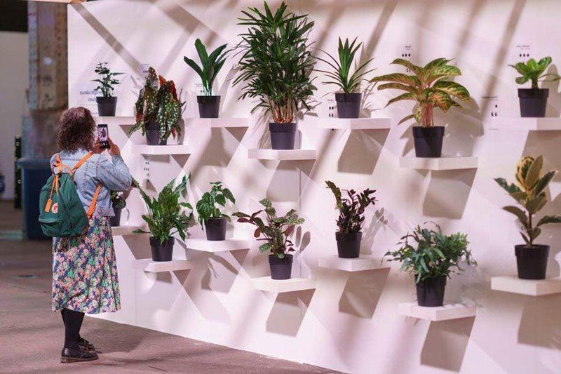 Visitor on display of houseplants