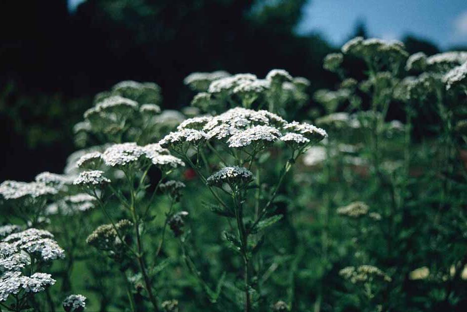 Key plants in the garden