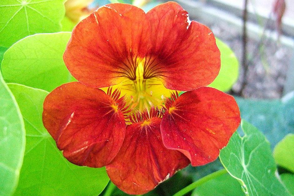 Nasturtium