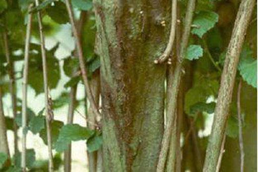 Hazel stem dieback