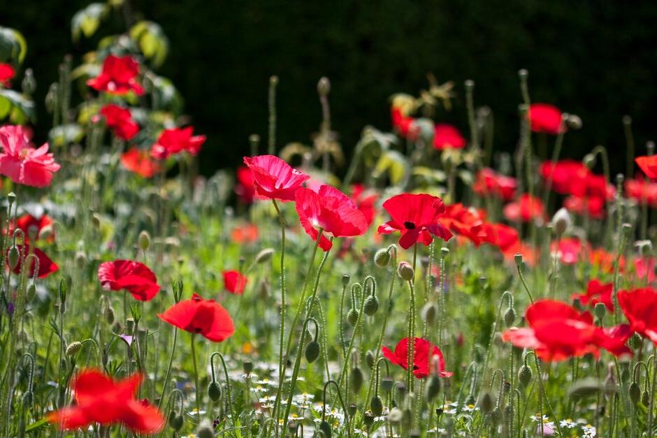 How to save poppy seed