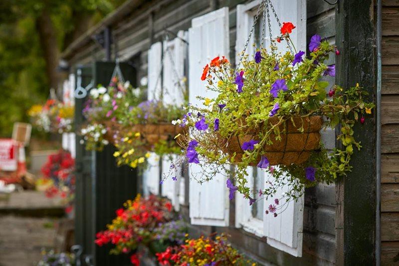 Bring the volunteers building to life with hanging baskets