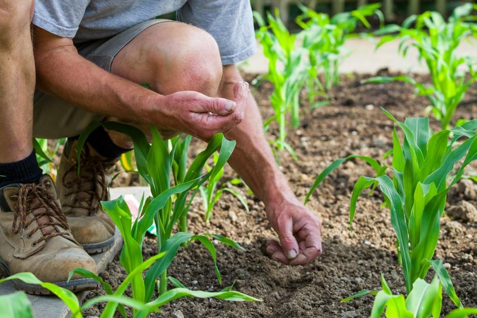 Direct sowing beetroot seeds between rows of young sweetcorn plants