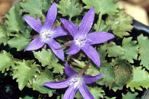 Campanula poscharskyana 'Stella'