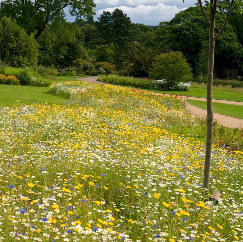 Cut your meadow at the right times to ensure the flowers flourish   Photo by: RHS/Tim Sandall