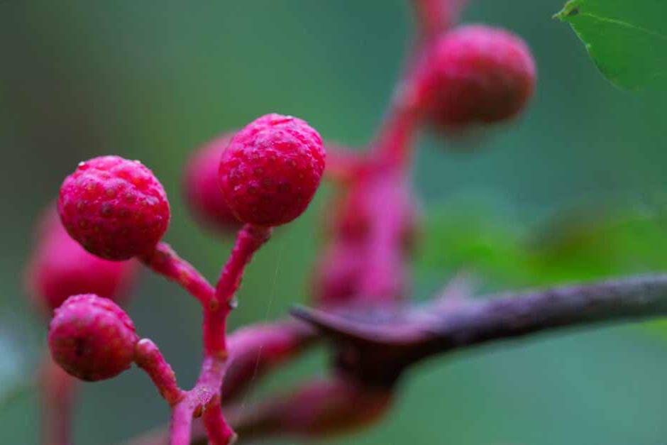 Key plants in the garden