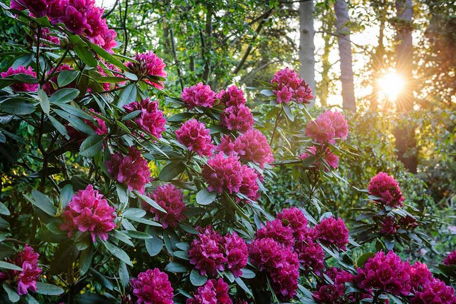 Discover rhododendrons