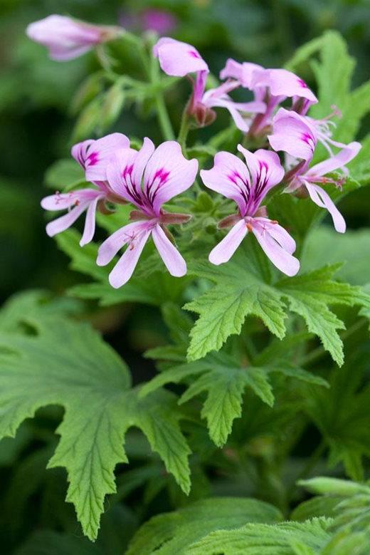 Pelargonium 'Mabel Grey'