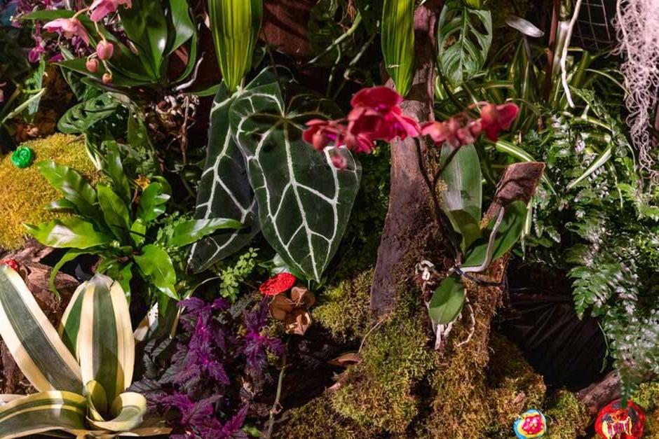 Anthurium in among planting on the Beginner Buddies cube at the RHS Urban Show