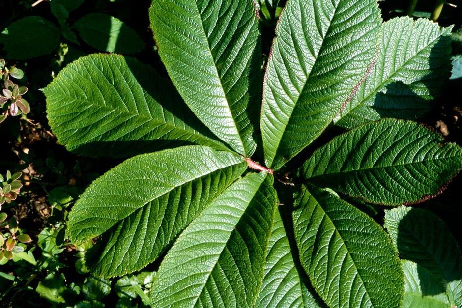 Key plants in the garden