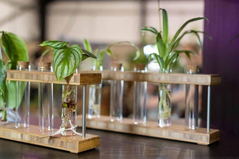 Water propagation of houseplants in the Festival of Houseplants