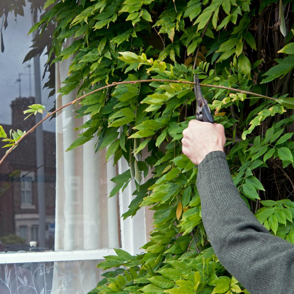 Prune wisteria in January or February, then again in July or August