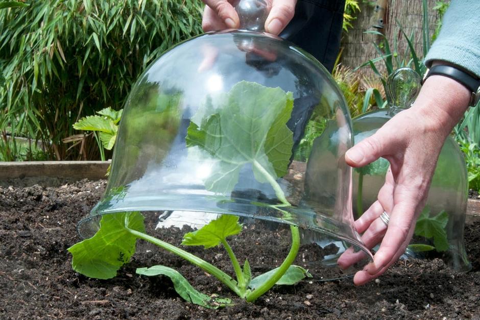 Putting a glass cloche over a recently planted courgette plant