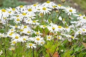 Chrysanthemum yezoense