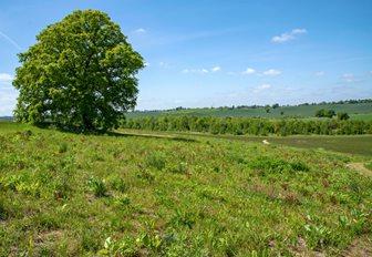 Majestic oak tree on the western hillside