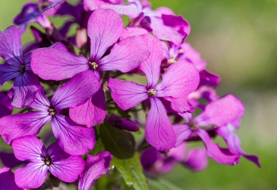 Key plants in the garden