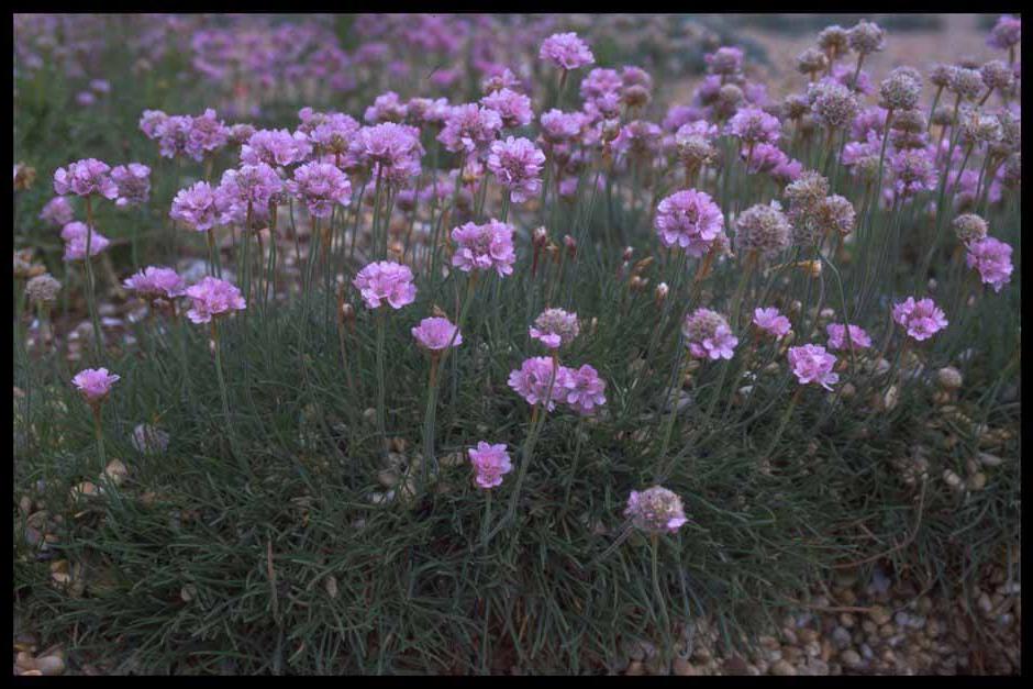 Key plants in the garden