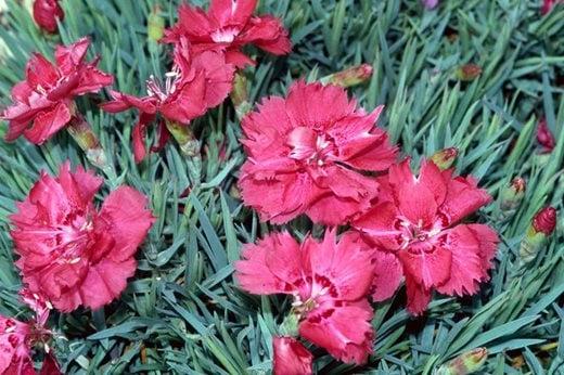 Dianthus gratianopolitanus