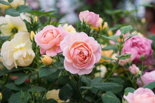 Discover roses