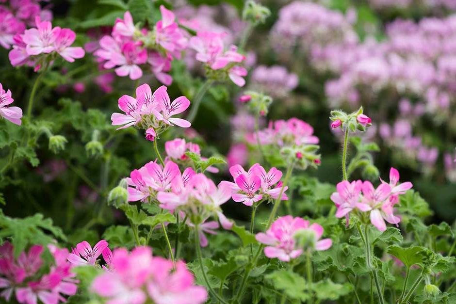 Discover pelargoniums