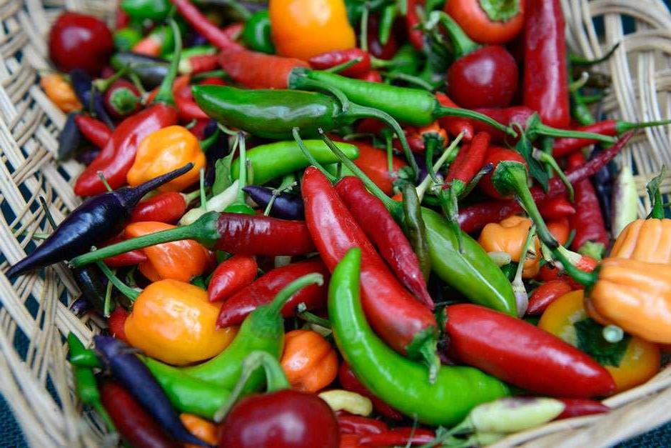 How to grow chilli peppers