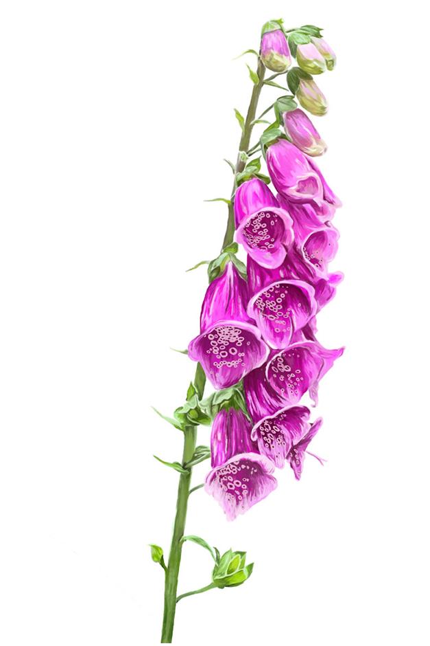 Foxglove artwork