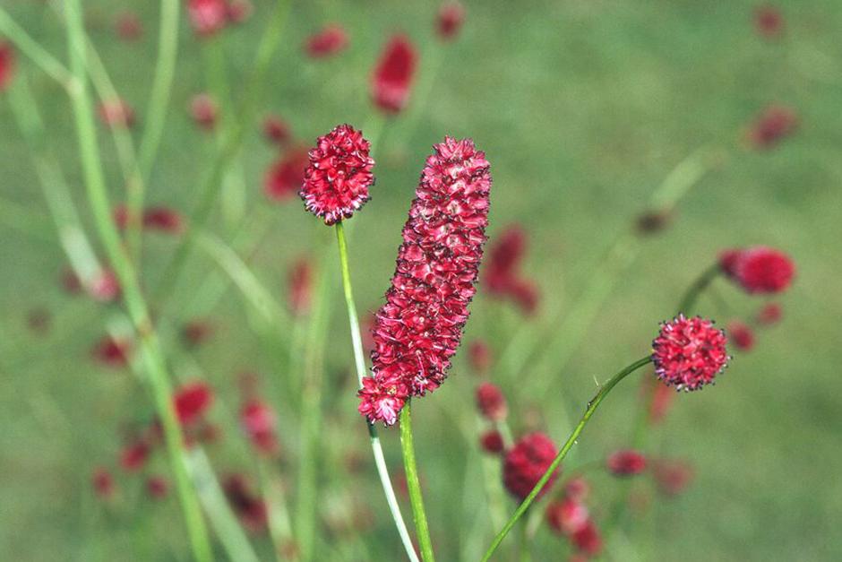 Key plants in the garden