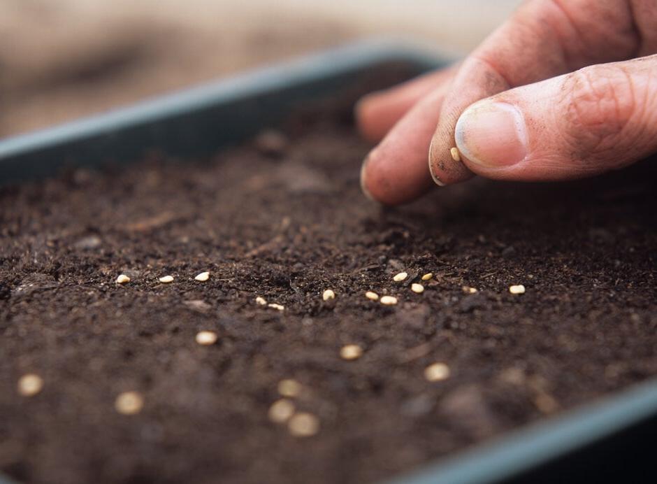 Sowing seed