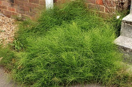 Field horsetail