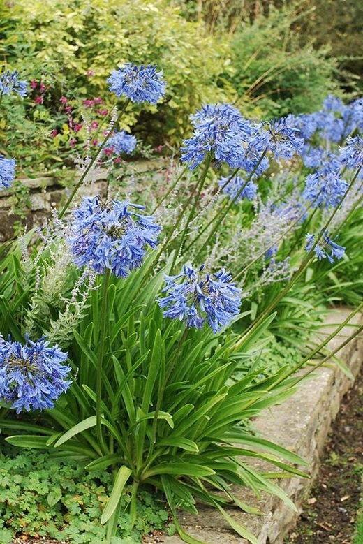 Agapanthus 'Loch Hope'