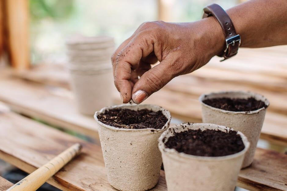 Where you can, use biodegradable or recyclable containers when sowing seeds indoors