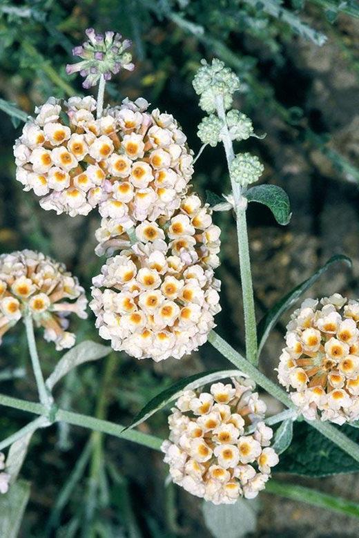 Buddleja x weyeriana 'Sungold'