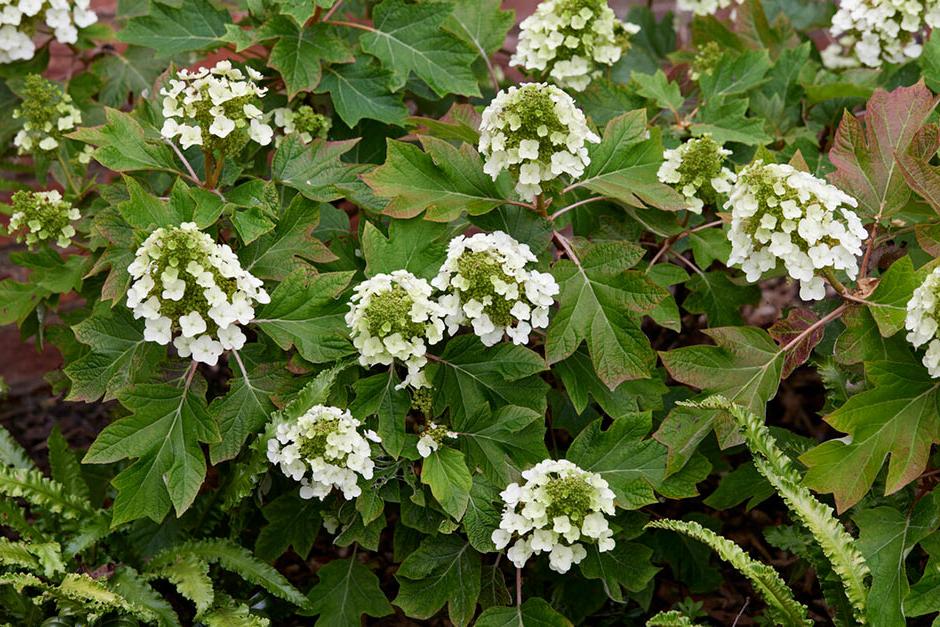 Key plants in the garden