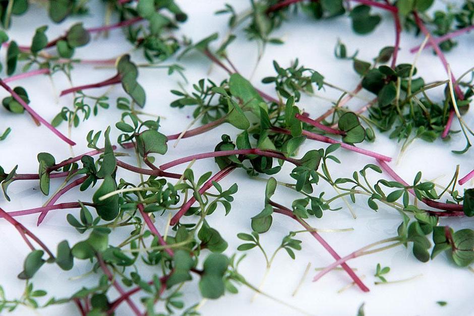 Micro greens