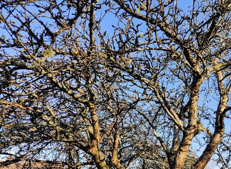 Neglected apple trees with congested crown needing gradual renovation   ©RHS/Lenka Cooke