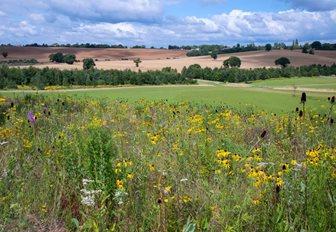 Perennial meadow taking shape