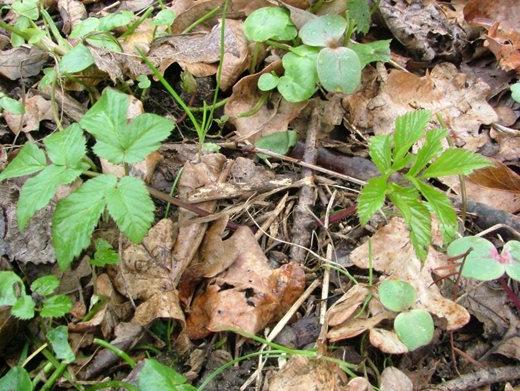 Ground elder