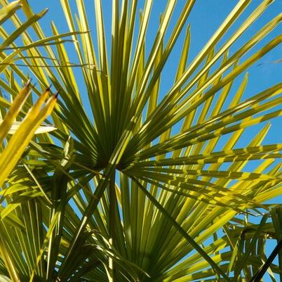 Hardy palms can give your garden a jungle feel