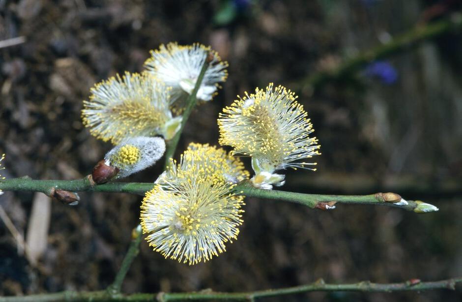 See the St James’s Piccadilly: Imagine the World to be Different Garden plant list (108 kB pdf)