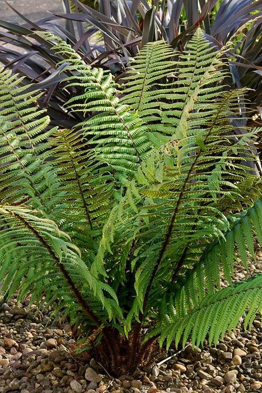 Dryopteris wallichiana