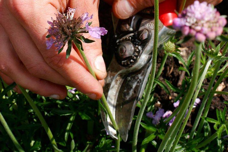 Picking deadheads from plants