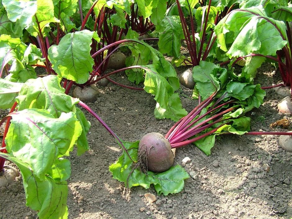 Beetroot