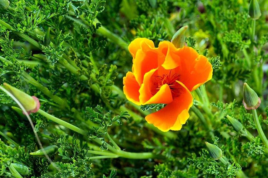 Californian poppy