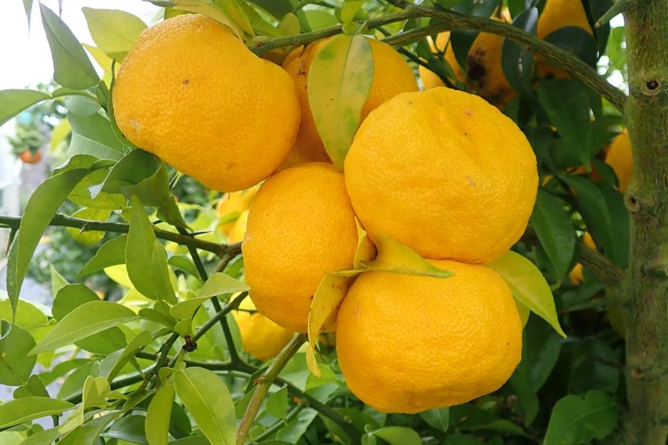 Ripe Citrus 'Juno' on a tree