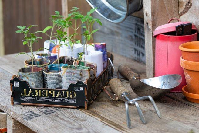 Tomato seedlings in homemade paper pots