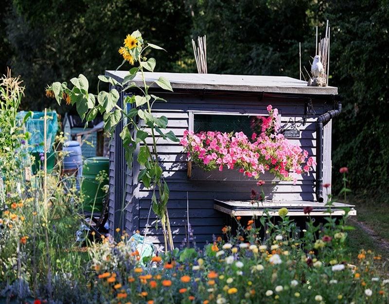 Pretty shed with flowers