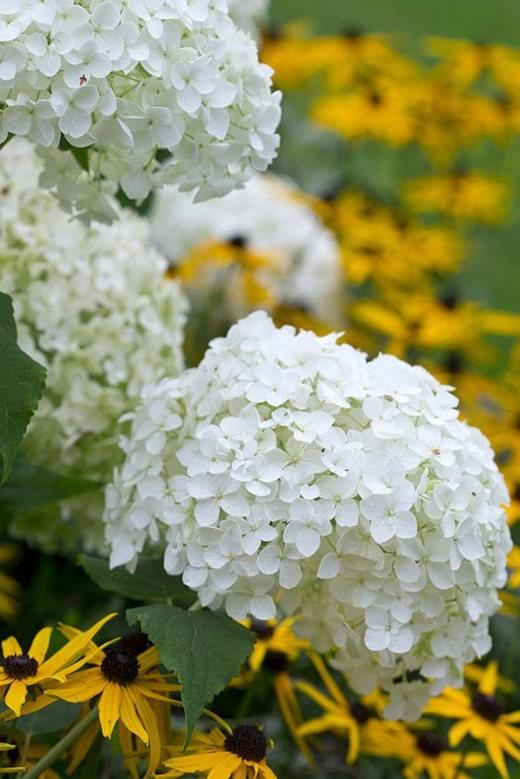 Hydrangea arborescens 'Annabelle'