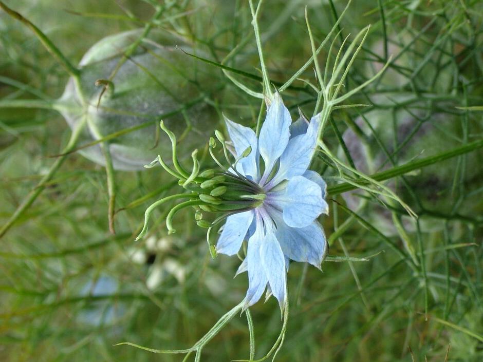 Shop the garden